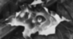 Long Zu II - Dao Wang Zhe Zhi Tong Episode 23 Vostfr