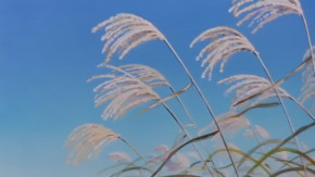 Figure 17 Episode 08 Vostfr